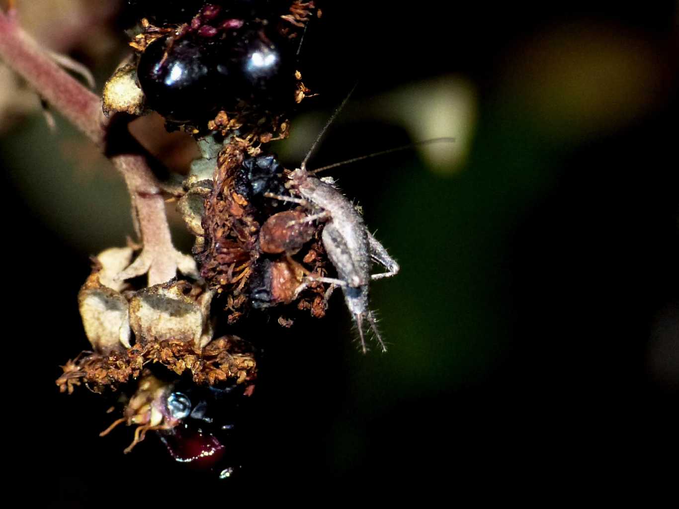 Passeggiata notturna tra la macchia mediterranea